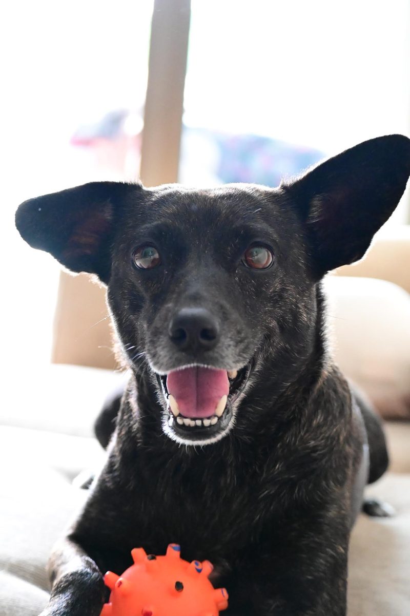 Toia, my dog